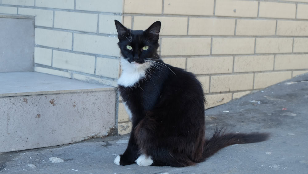 black and white cat sitting outdoor