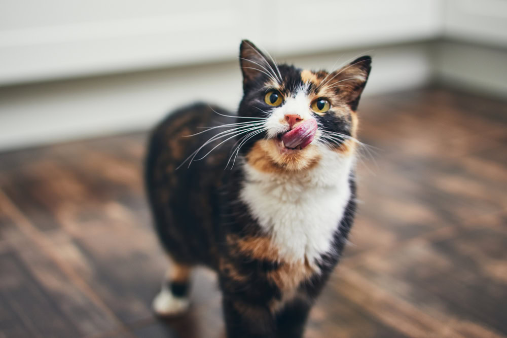 calico cat licking its mouth