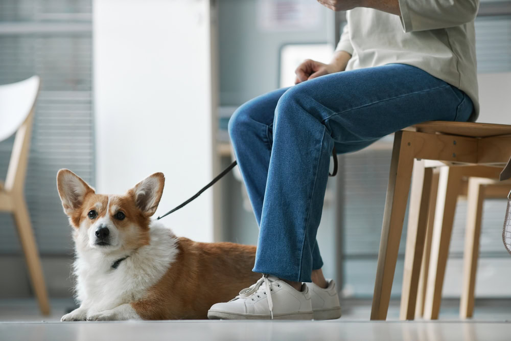 dog in waiting room at vet clinic with owner