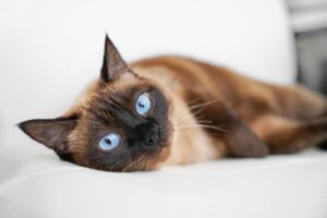 elegant beige Siamese cat lying on sofa with blue eyes