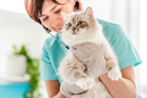 female vet holding a fluffy cat on medical check-up