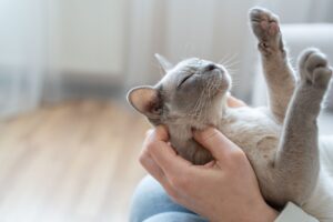 owner holding cat