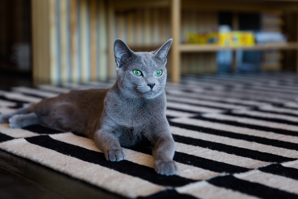 russian blue cat lying on carpet