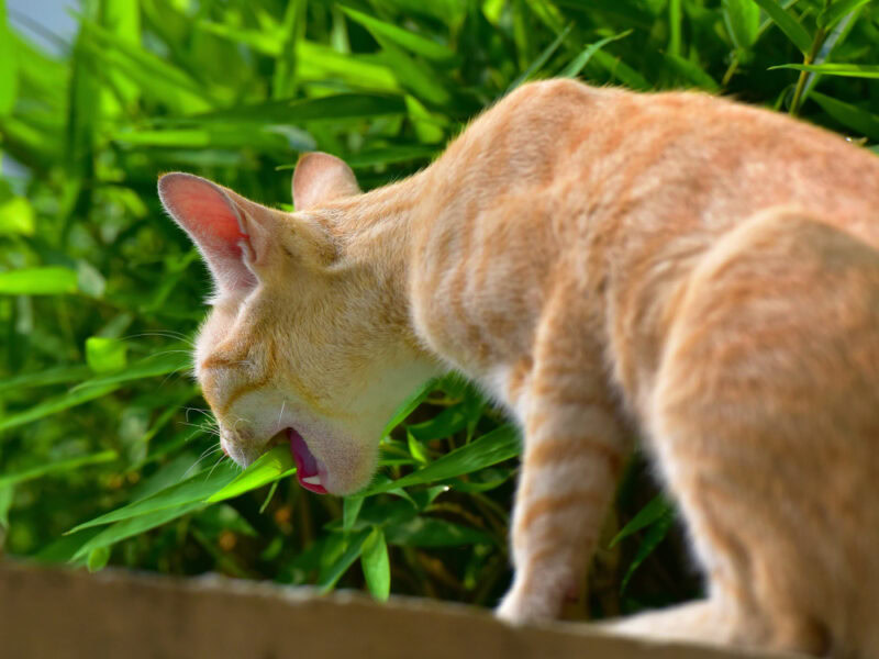 Cat chewing on grass in the garden
