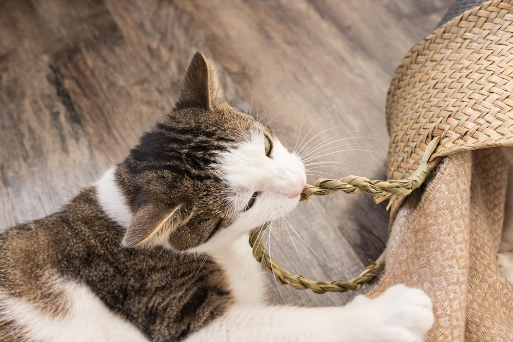 Cat chewing on woven basket handle