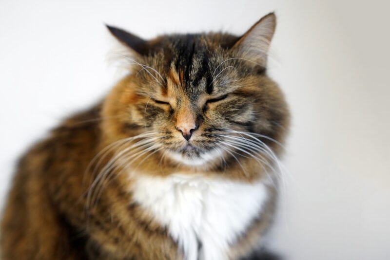 Cat with closed eyes. The cat squints