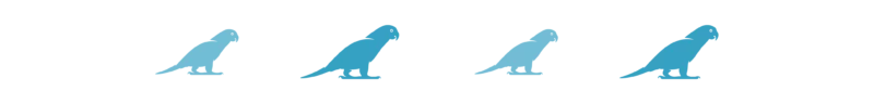 Divider_Parrots_bird