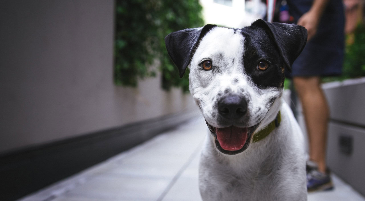 Picture of a Happy Dog