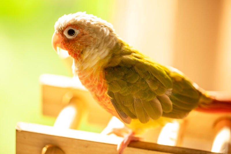 Pineapple Green Cheek Conure