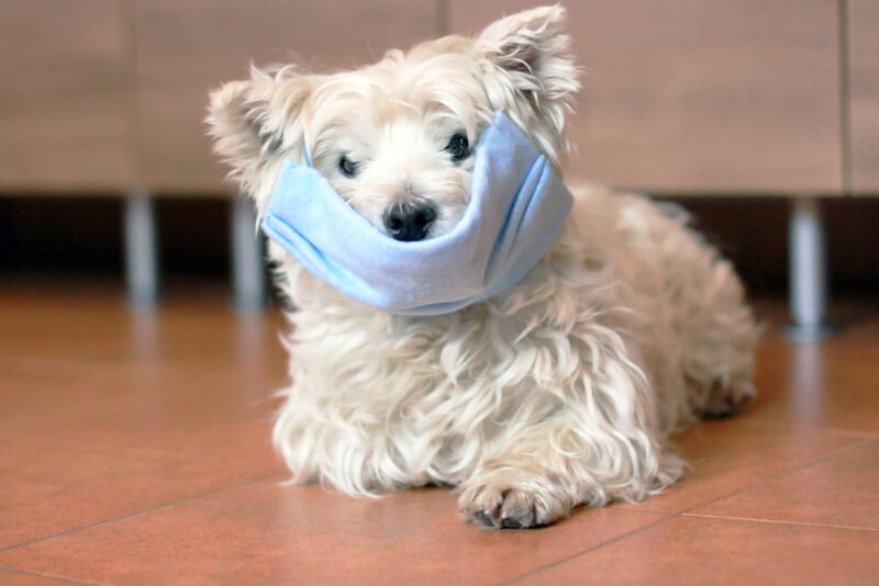 West Highland Terrier wearing a mask