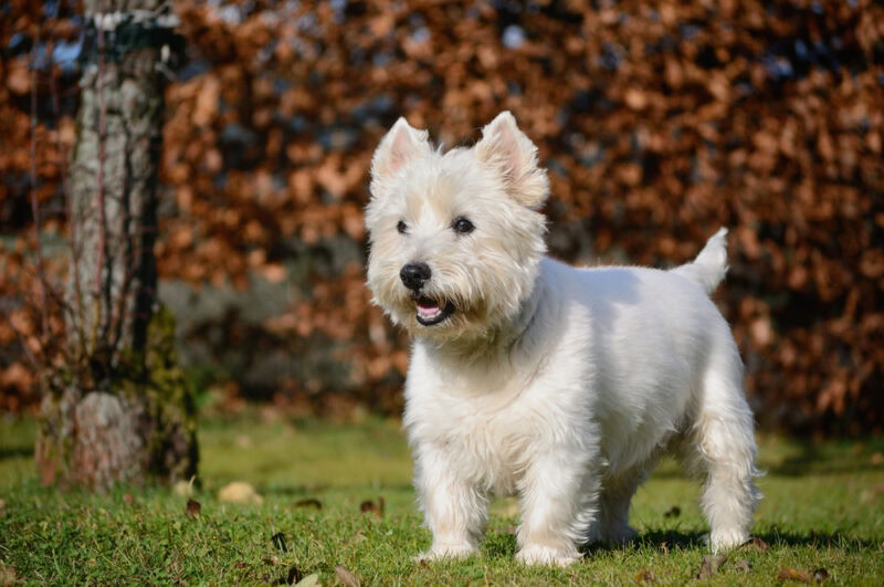 West Highland White Terrier standing outside 