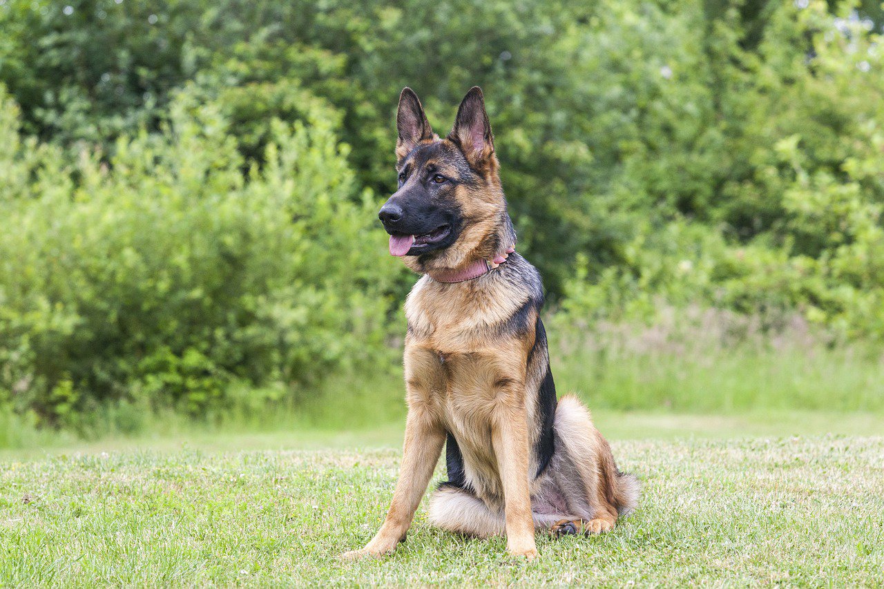 german shepherd sitting on grass