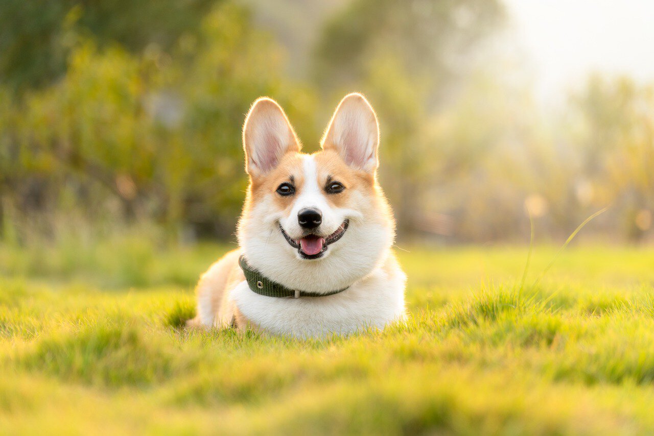 happy corgi outdoors