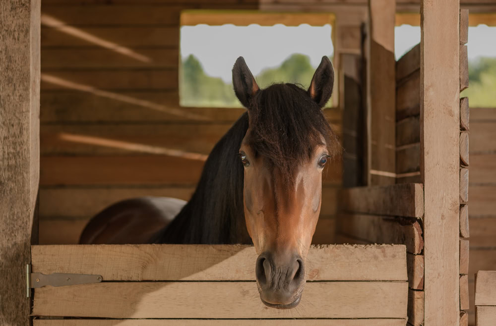 horse-is-standing-in-a-stall