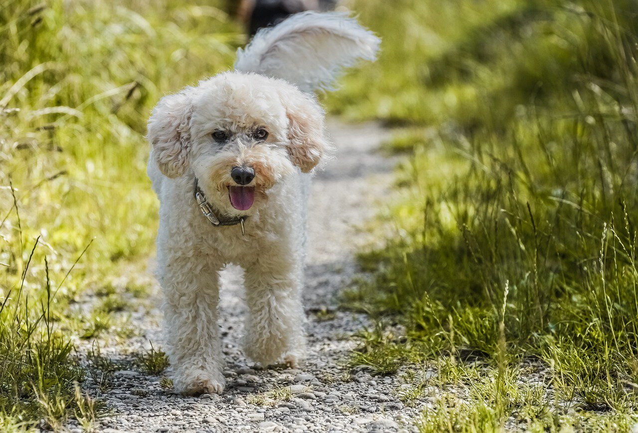 poodle walking outdoors
