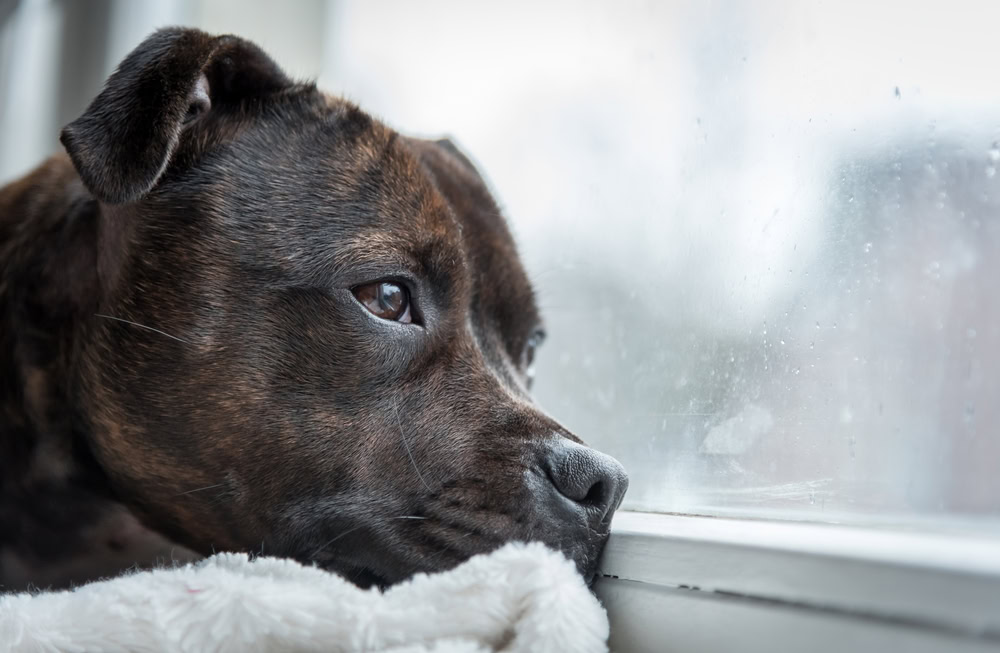 sick dog looking outside the window
