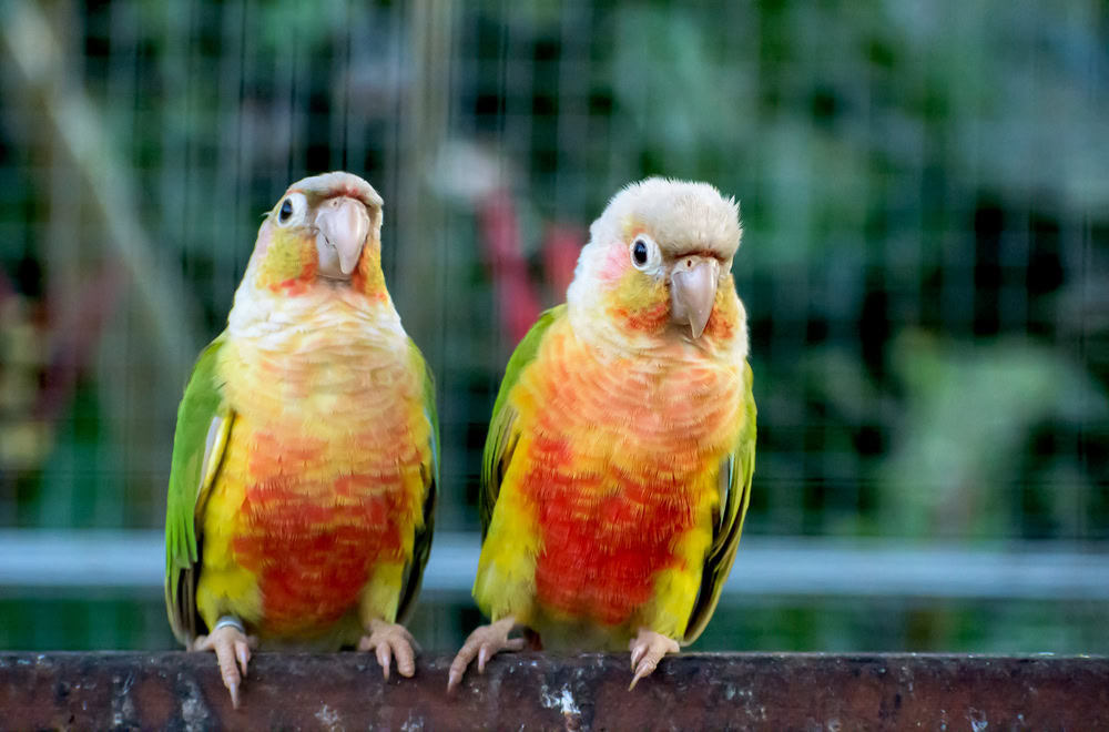 Pineapple Green Cheek Conure