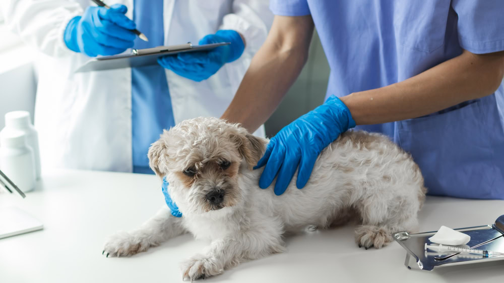 vet cheking a shih tzu dog at the clinic