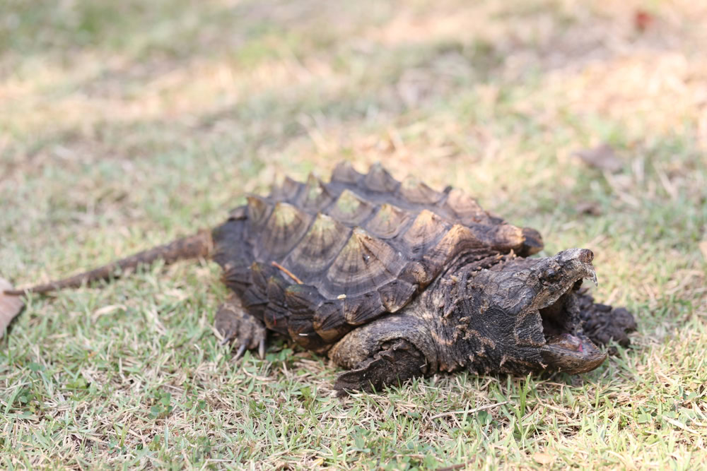 Alligator Snapping turtle in the park
