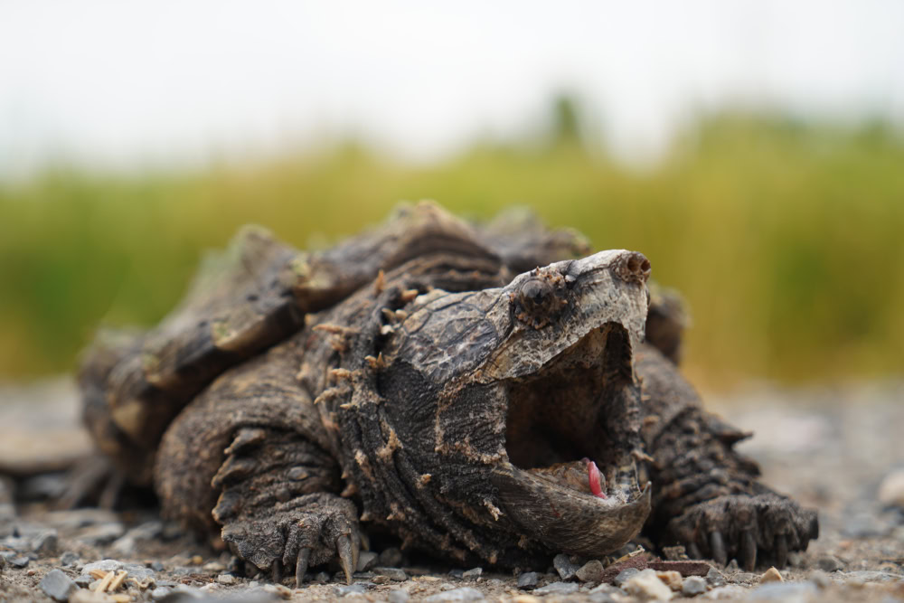 Alligator snapping turtle
