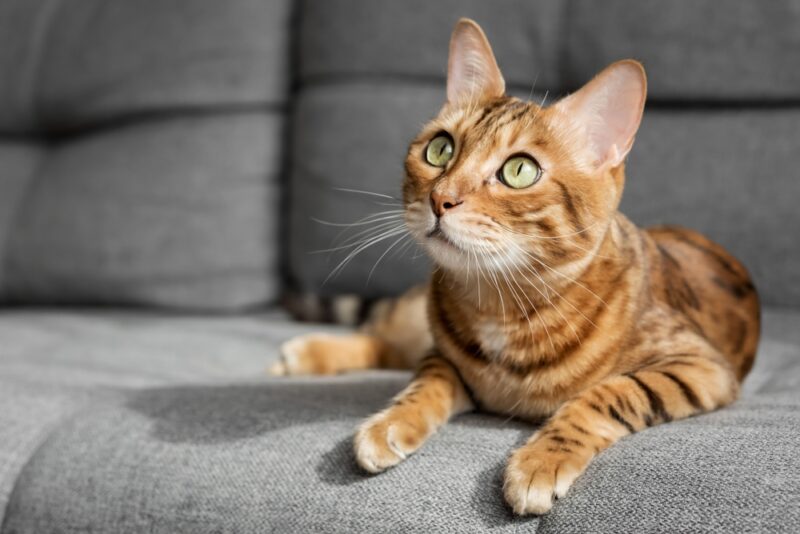 Bengal cat
