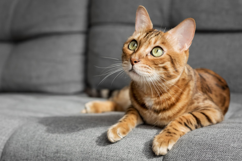 Bengal cat