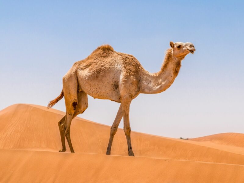 Camel