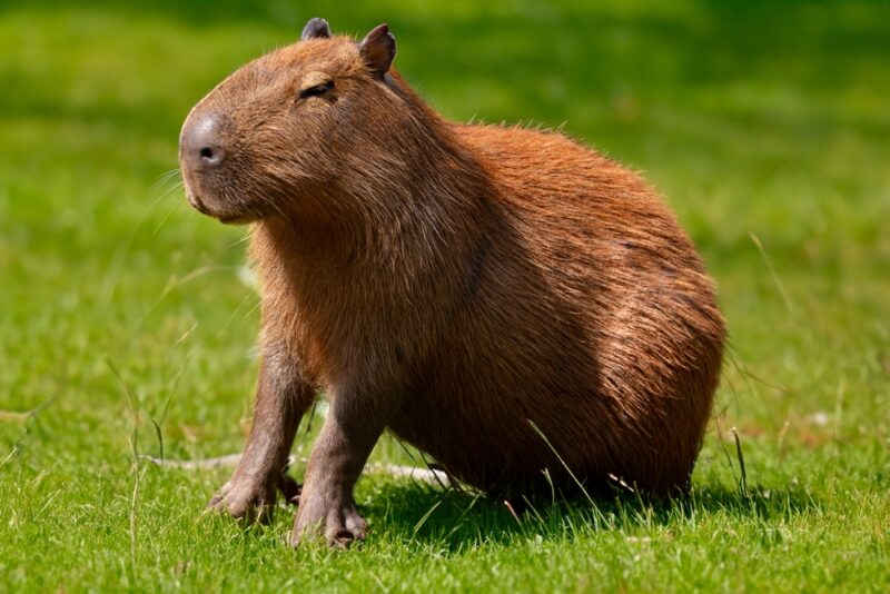 Capybaras