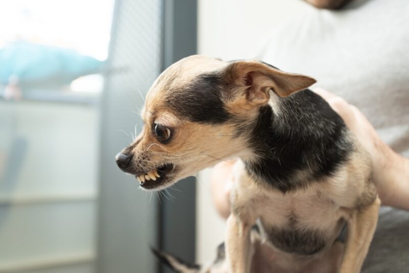 Dog Growl Angry
