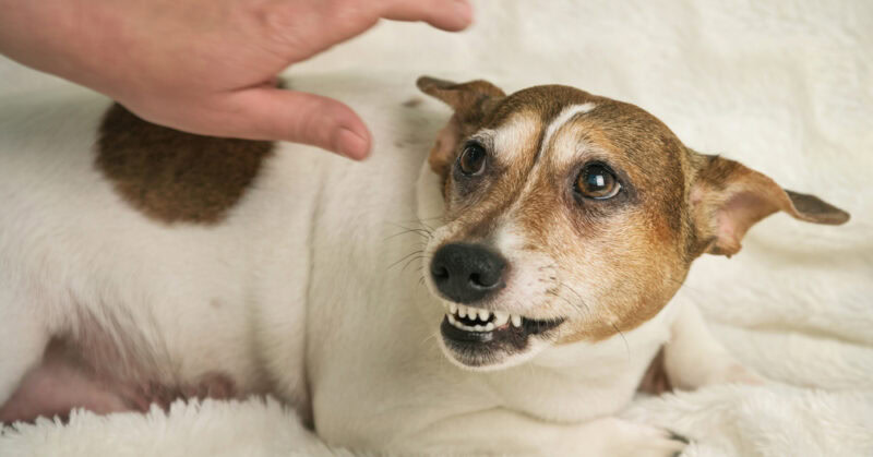 Dog scared growl angry pet
