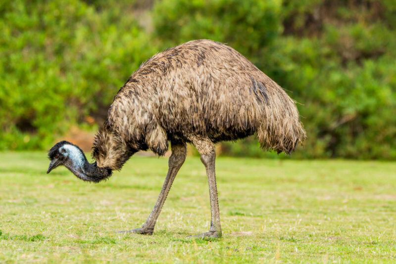Emu (Dromaius novaehollandiae)