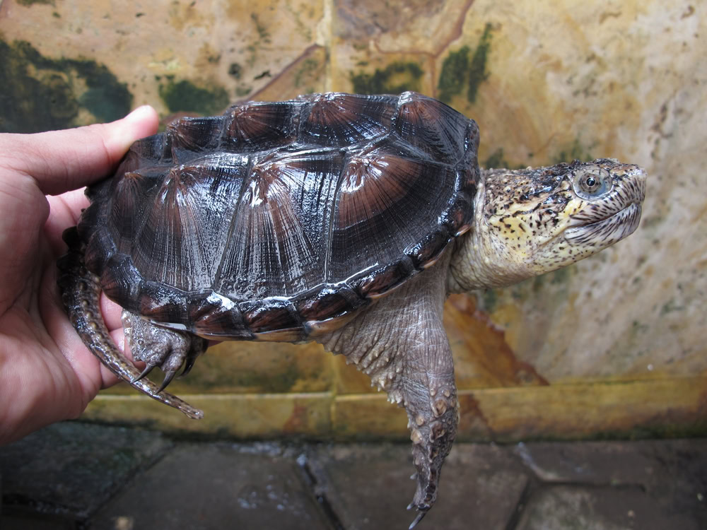 Medium size Common Snapping Turtle held by human