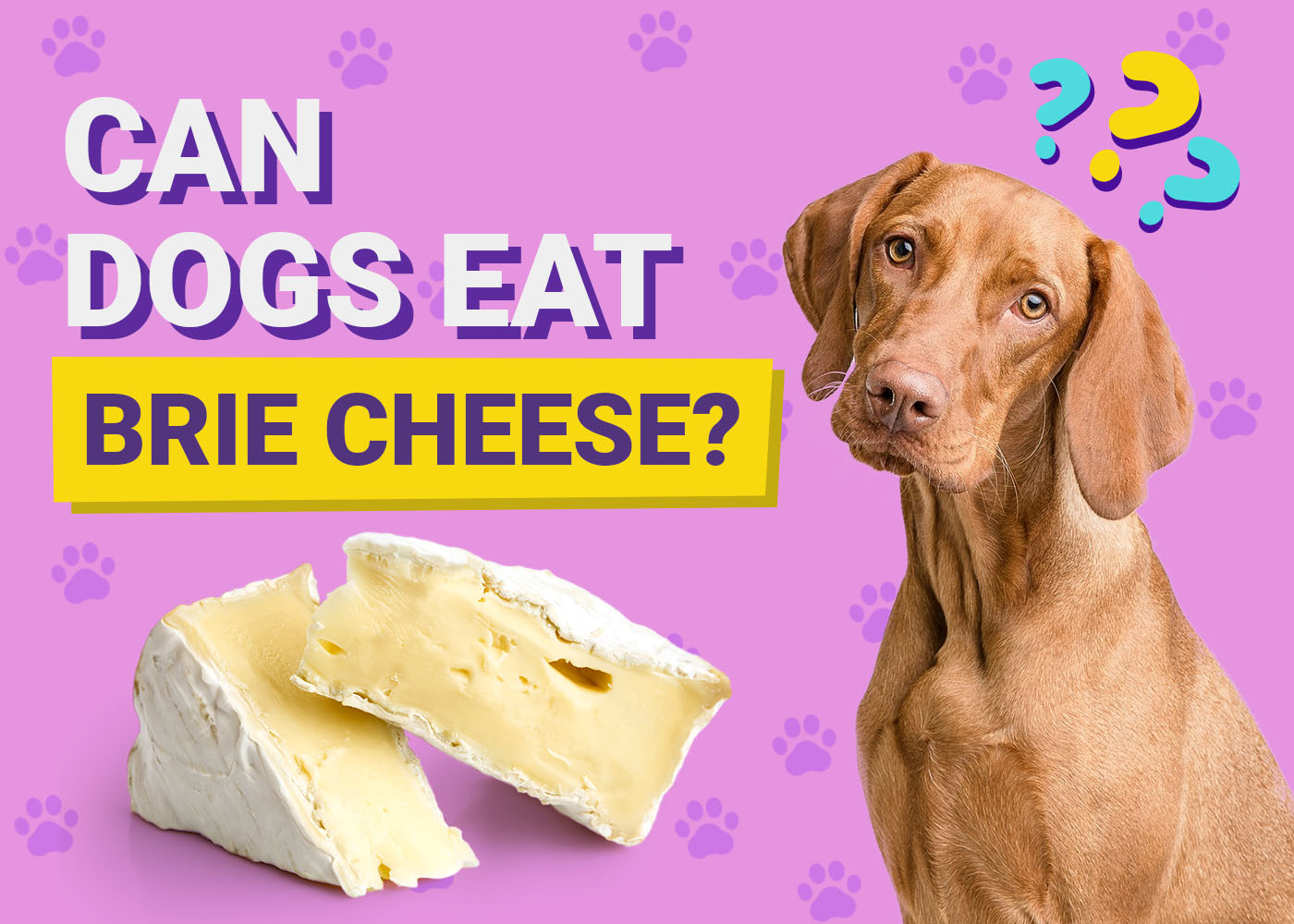 PangoVet-Can-Dogs-Eat-Brie-Cheese