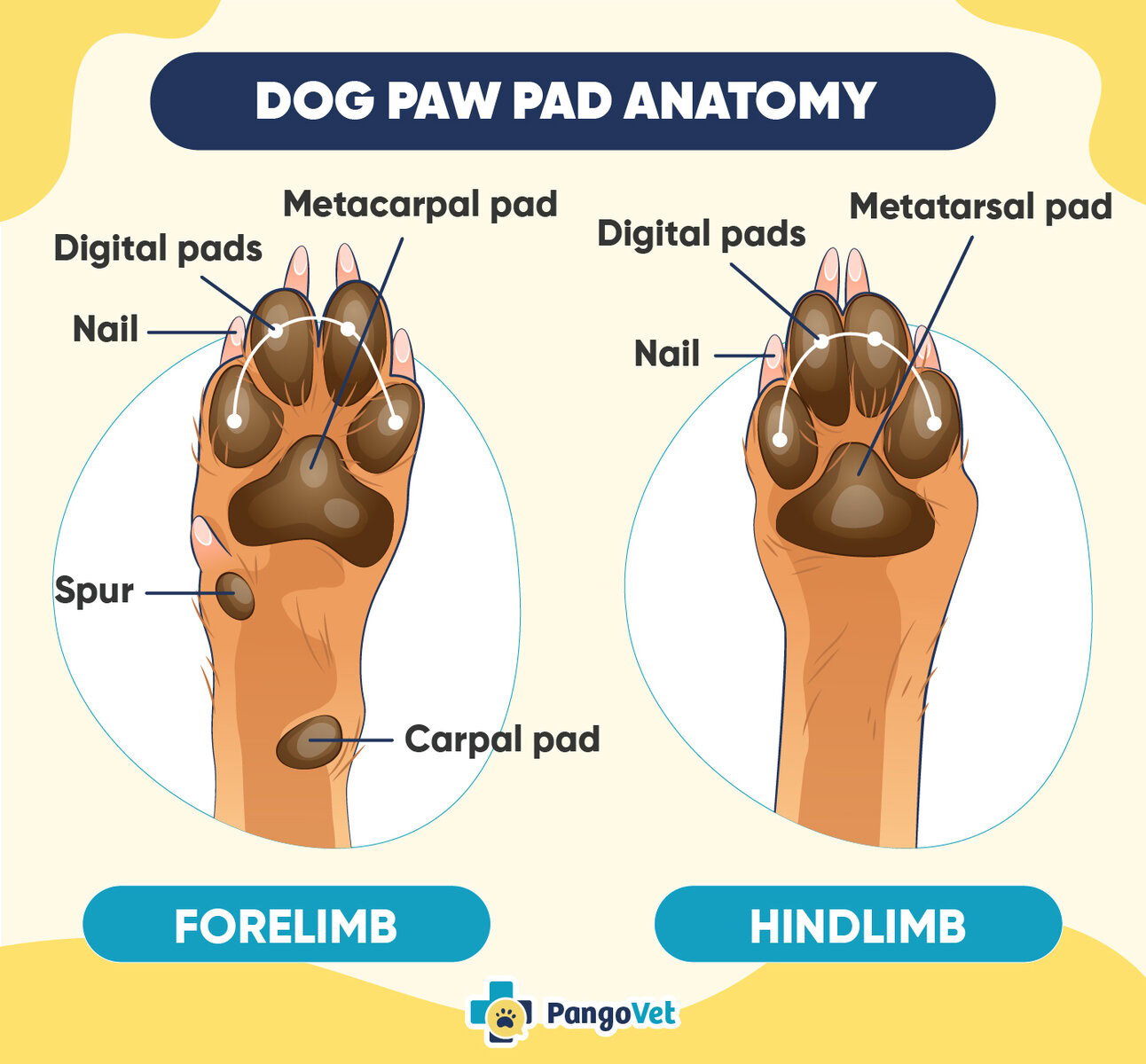 anatomy of a dog paw