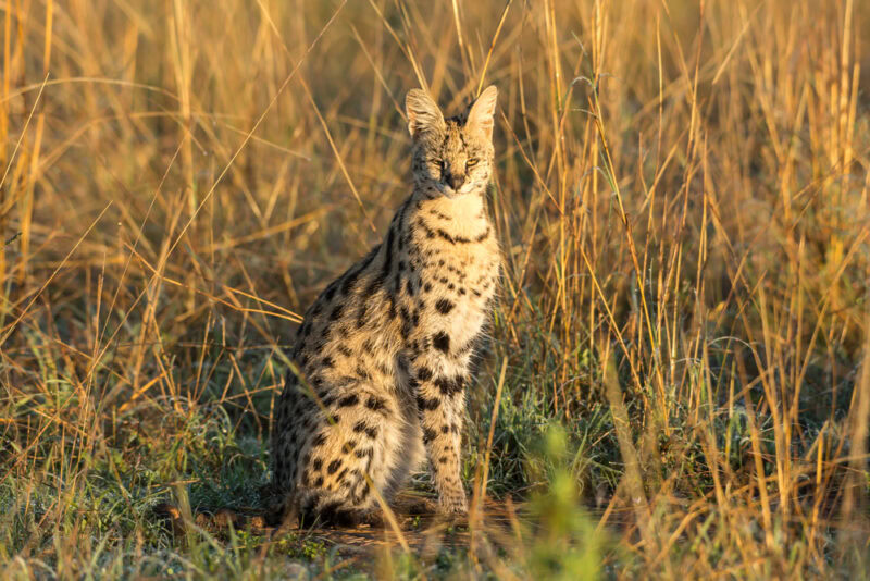 Serval Cat