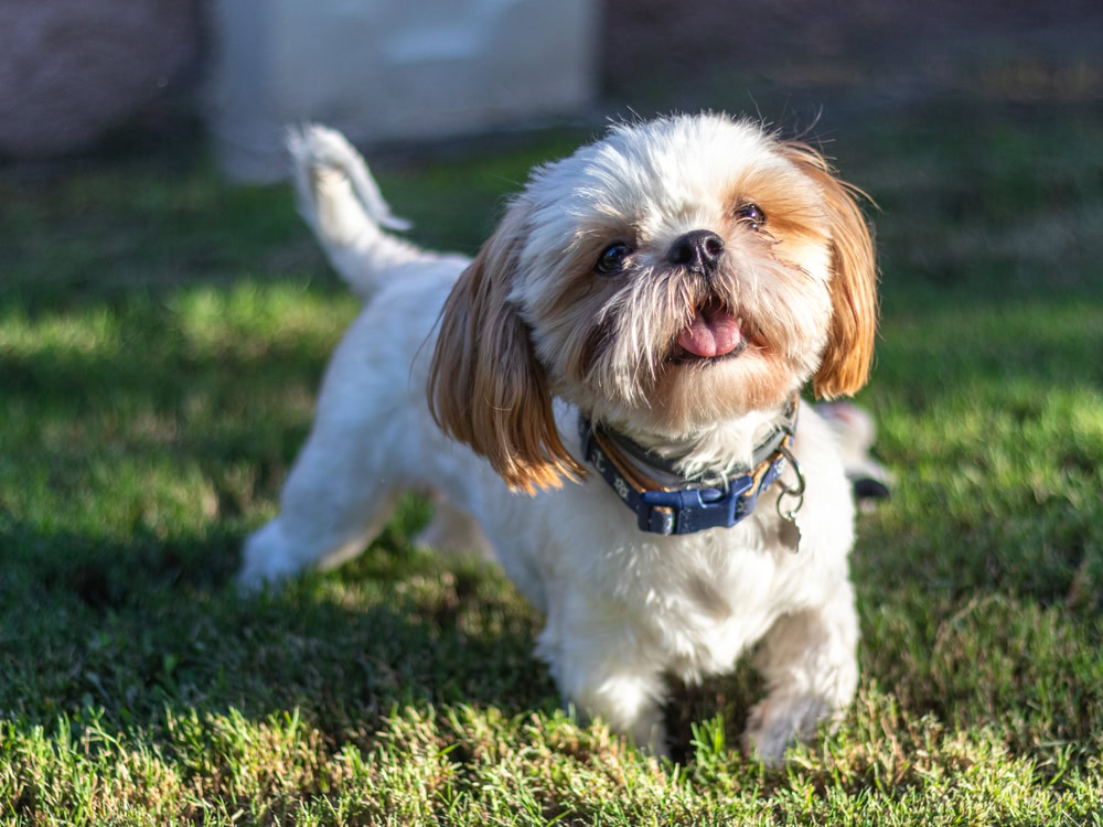 Shih Tzu standing on grass outside 