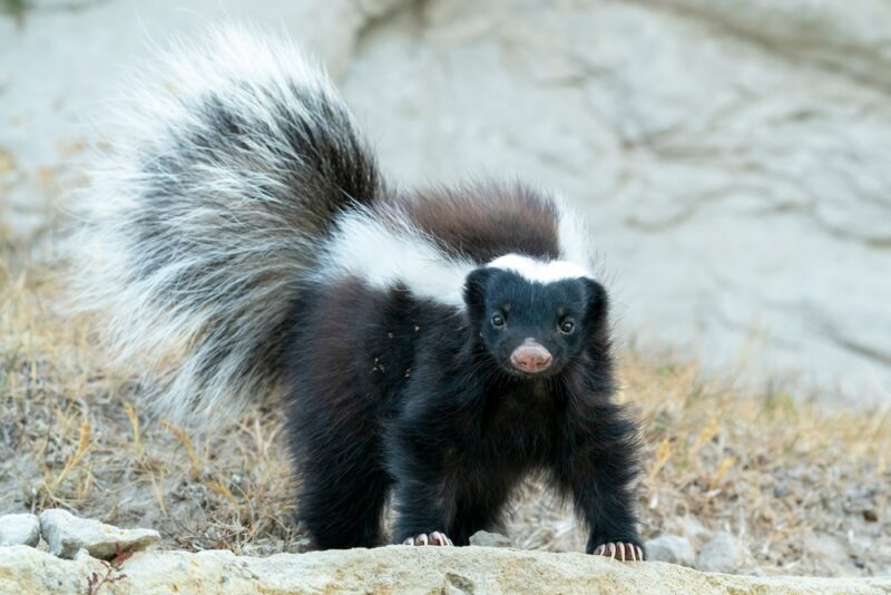 Skunk