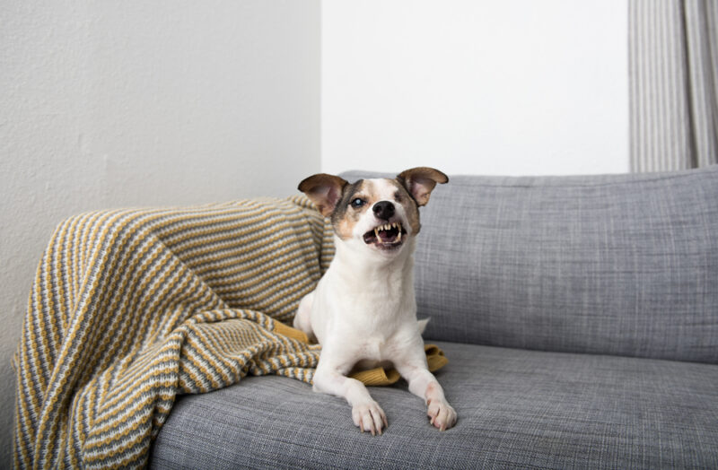 Small Jack Russell Mix Dog angry growling