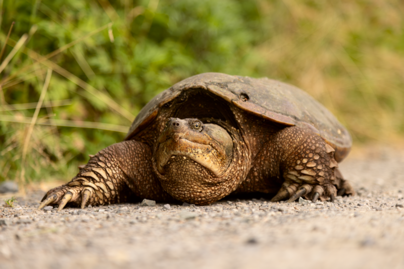 Snapping Turtle Heinz
