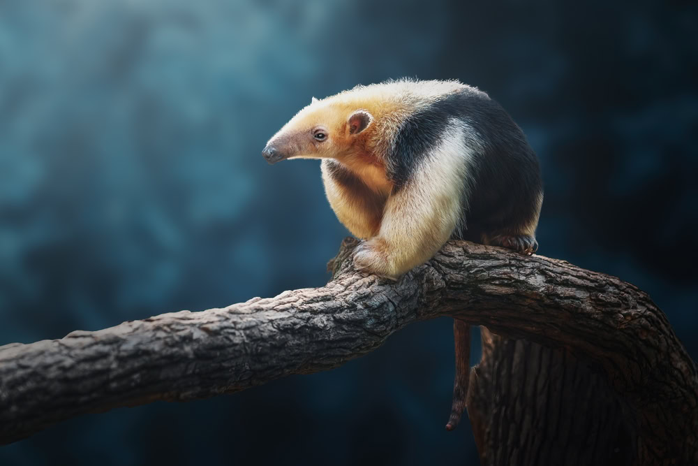 Southern Tamandua Anteater