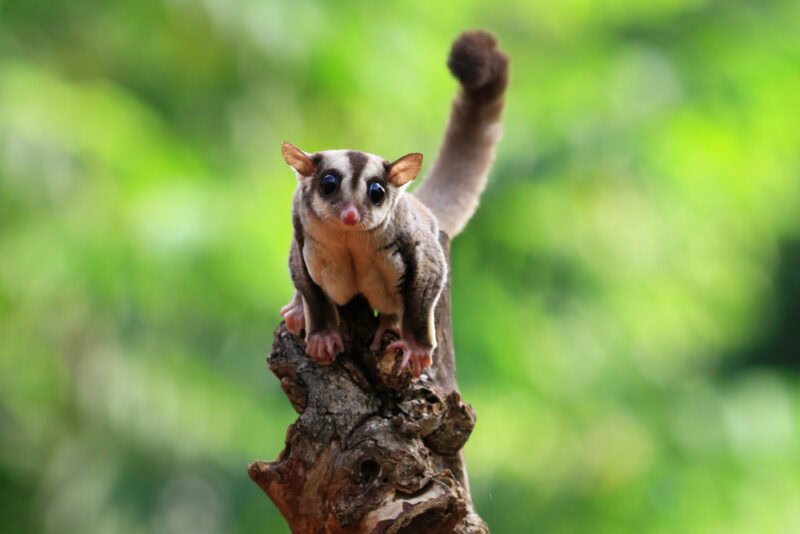 Sugar Glider