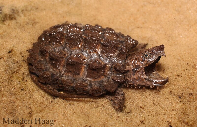 Suwannee alligator snapping turtle (Macrochelys suwanniensis)