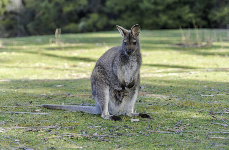 Wallaroo