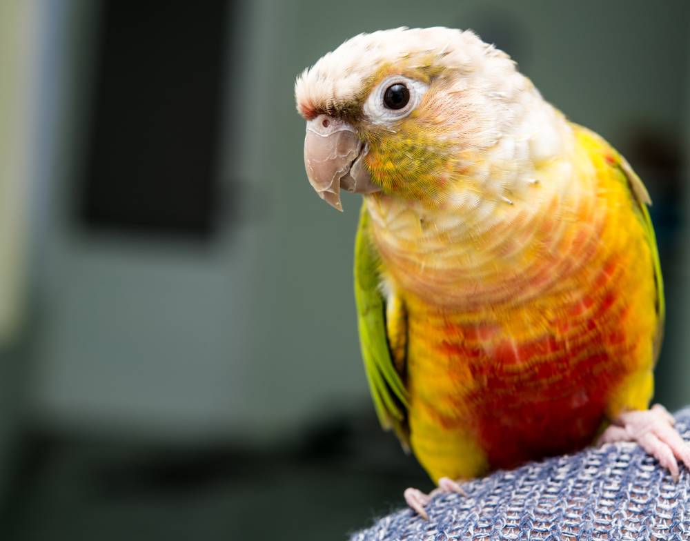 close up of a pineapple conure on man's shoulder