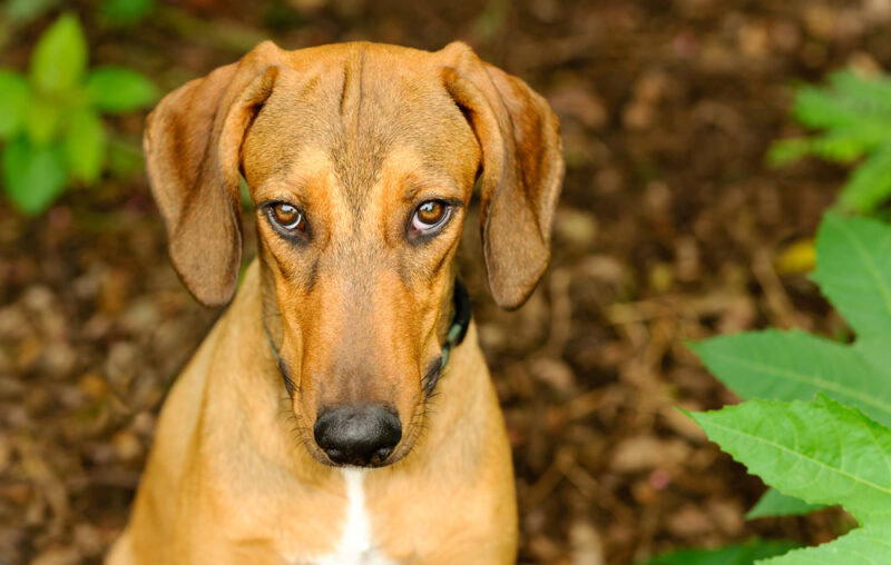 dog stare closeup