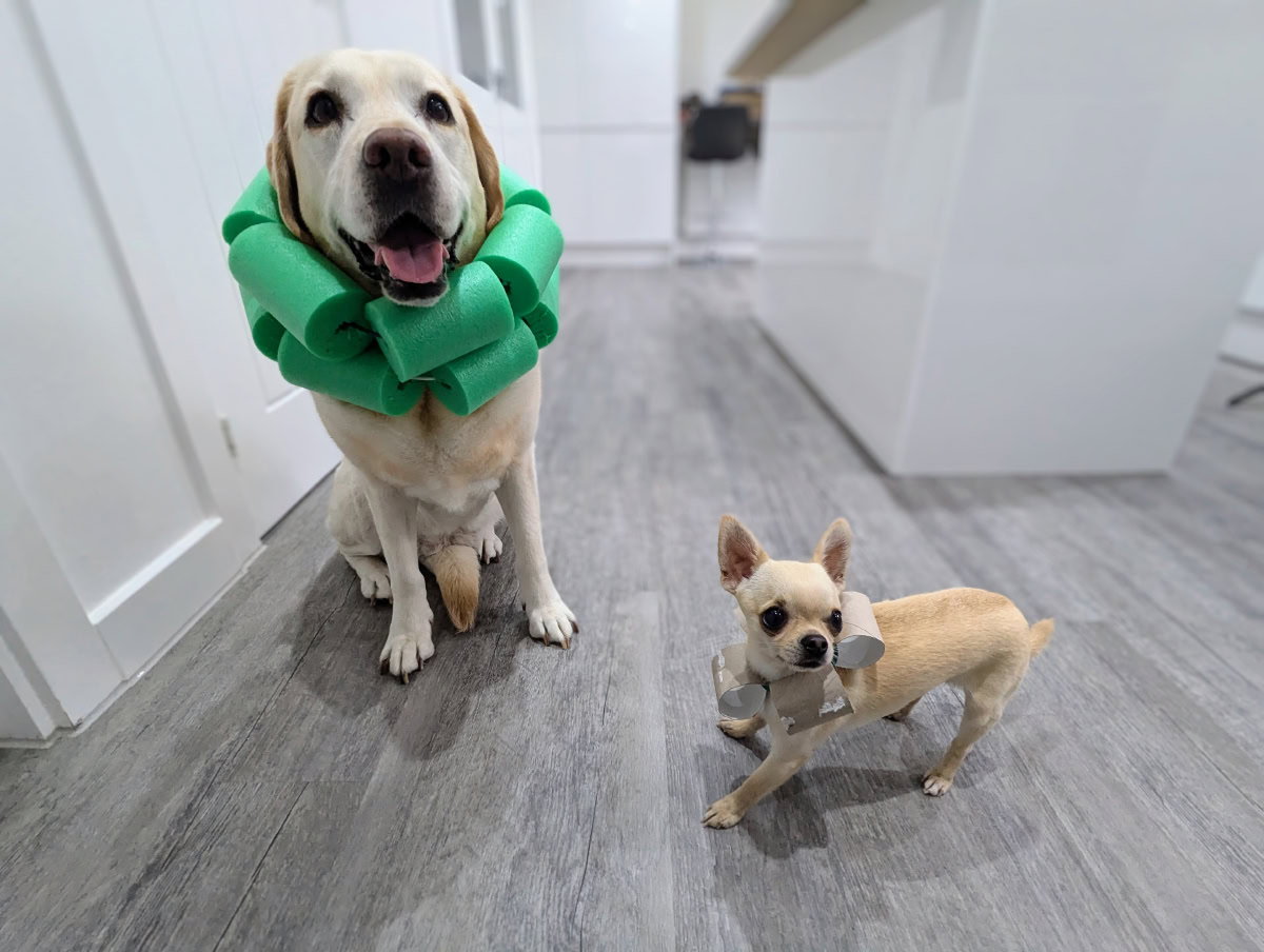 dogs wearing diy dog cones