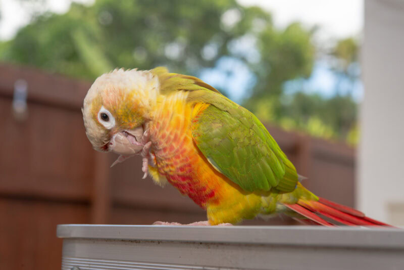 green cheek conure outdoors