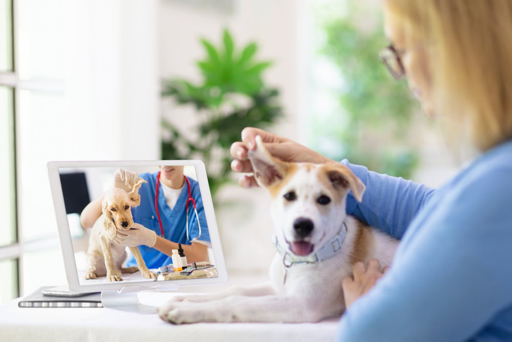 online or virtual appointment with a vet