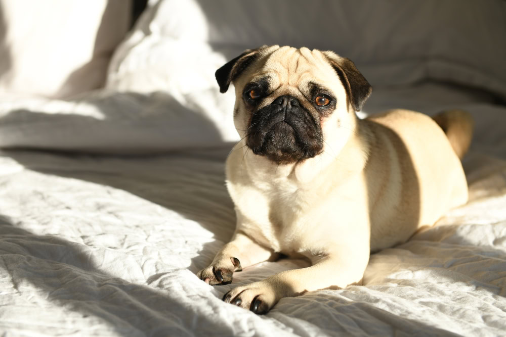 pug laying on the bed in the sun 