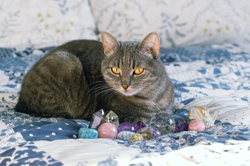 Grey tabby cat laying on a bed surrounded by gemstones